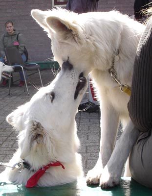 Een vertederende foto van de twee nestzussen Caely en Cees (Leslee of Haely's Future x Baron vom Schloss Stutensee). Caely geeft haar zus een liefkozende kus tijdens de familiedag in september 2004