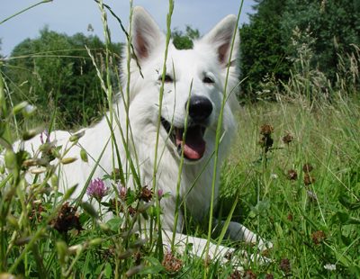 Chilles of Haely's Future (Leslee of Haely's Future x Baron vom Schloss Stutensee)