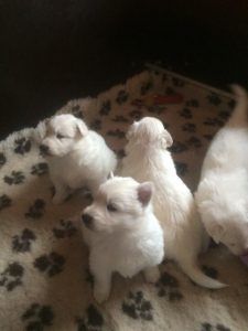 storm_pups_7