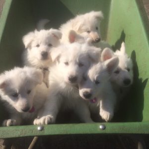 pups_2016