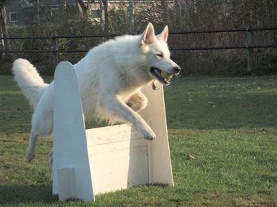 Dit is Teun, lekker aan het flyballen